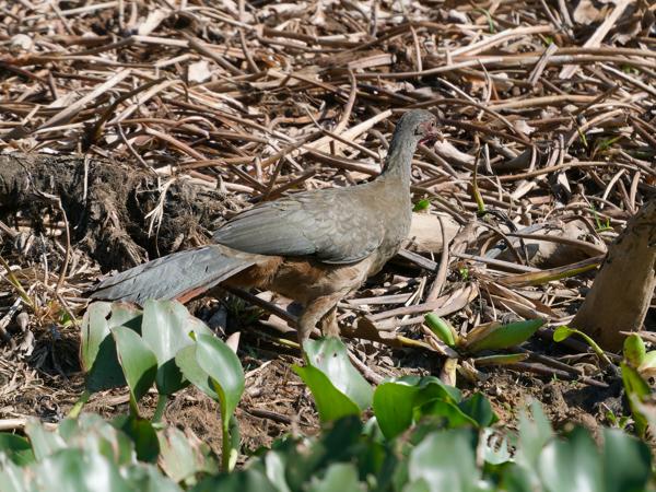 Chacochachalaca (Ortalis canicollis)